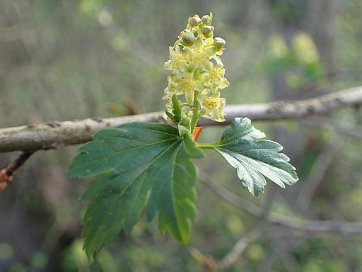 Alpen-Johannisbeere (Ribes alpinum) - Pflanze