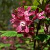 Blut-Johannisbeere (Ribes sanguineum) - Blüte