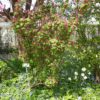Blut-Johannisbeere (Ribes sanguineum) - Pflanze