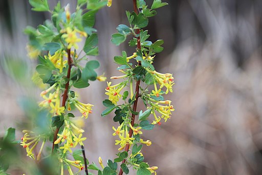 Gold-Johannisbeere (Ribes aureum) - Blüte