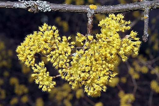 Kornelkirsche (Cornus mas) - Blüte