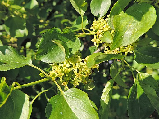 Kreuzdorn, Purgier (Rhamnus cathartica.) - Blüte