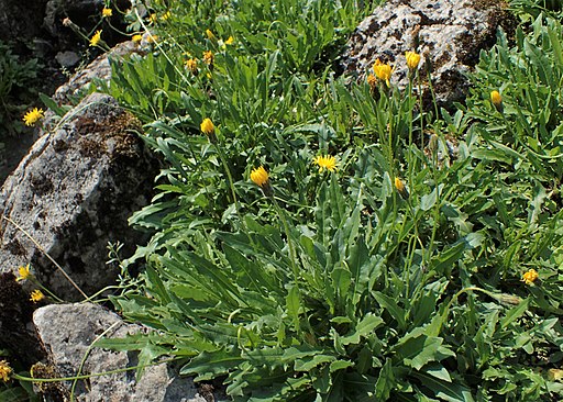 Steifhaariger Löwenzahn (Leontodon hispidus) - Pflanze