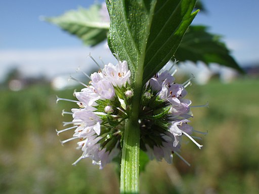 Acker-Minze (Mentha arvensis) - Darstellung der Blüte