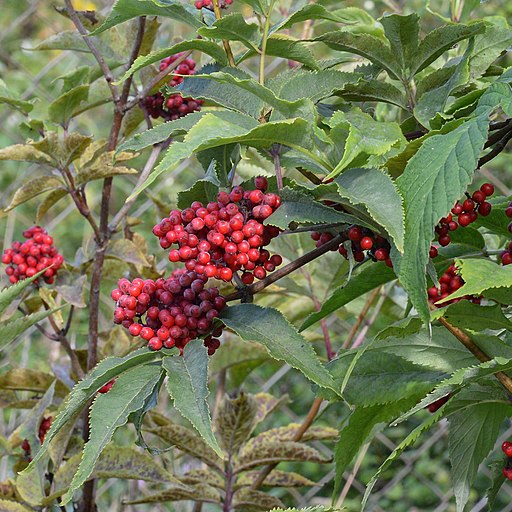 Roter Holunder (Sambucus racemosa) - Darstellung von Früchten