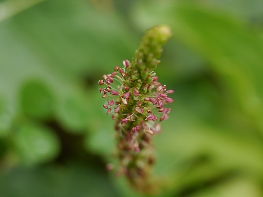 Breitwegerich (Plantago major) - Blüte