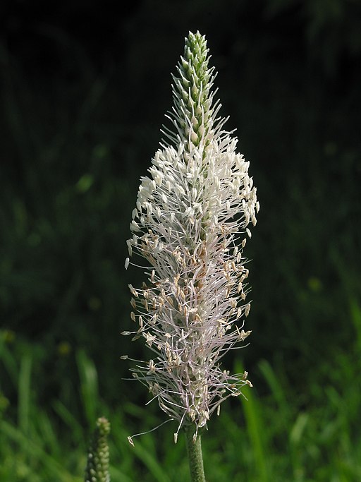 Mittel-Wegerich (Plantago media) - Blüte