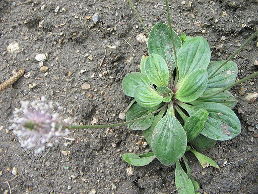 Mittel-Wegerich (Plantago media) - Pflanze