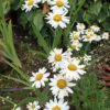 Wucherblume, Straußblütige (Tanacetum corymbosum) - Pflanze
