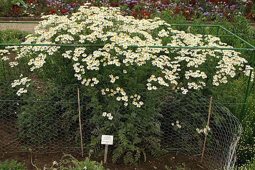 Wucherblume, Straußblütige (Tanacetum corymbosum) - Pflanze