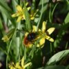 Zwei Wildbienen auf Wald-Gelbstern (Gagea lutea)