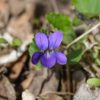 Duftveilchen (Viola odorata) - Darstellung der Blüte