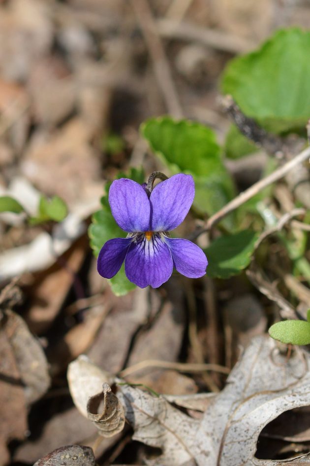 Duftveilchen (Viola odorata) - Darstellung der Blüte