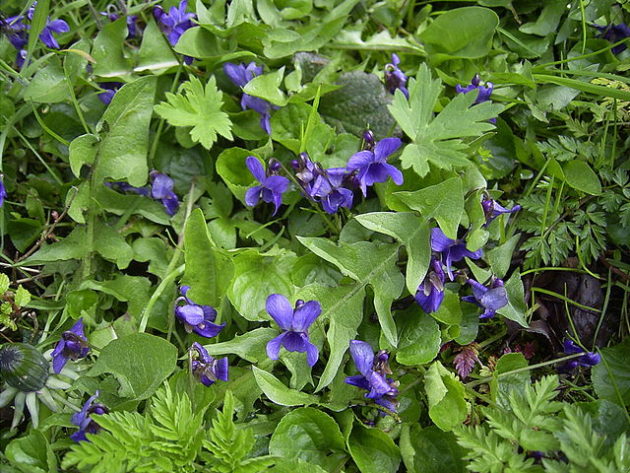 Duftveilchen (Viola odorata) - Darstellung der Pflanze