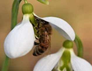 Honigbiene auf Winterblüher Schneeglöckchen