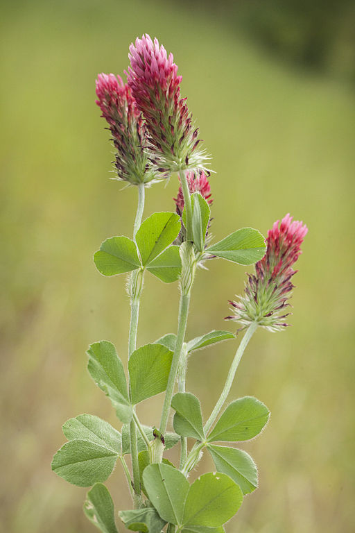 Inkarnatklee (Trifolium incarnatum) - Darstellung der Blüte