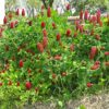 Inkarnatklee (Trifolium incarnatum) - Darstellung der Pflanze
