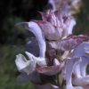Muskatellersalbei (Salvia sclarea) - Darstellung der Blüte