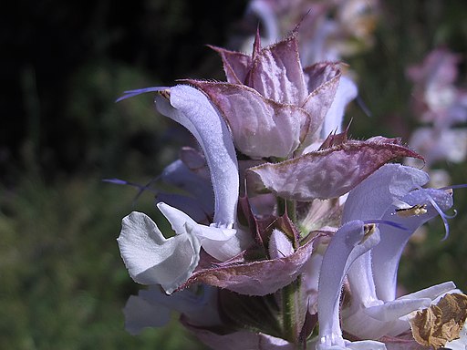 Muskatellersalbei (Salvia sclarea) - Darstellung der Blüte