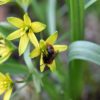 Wildbiene auf Wald-Gelbstern (Gagea lutea) (bienenfreundliche Pflanze)