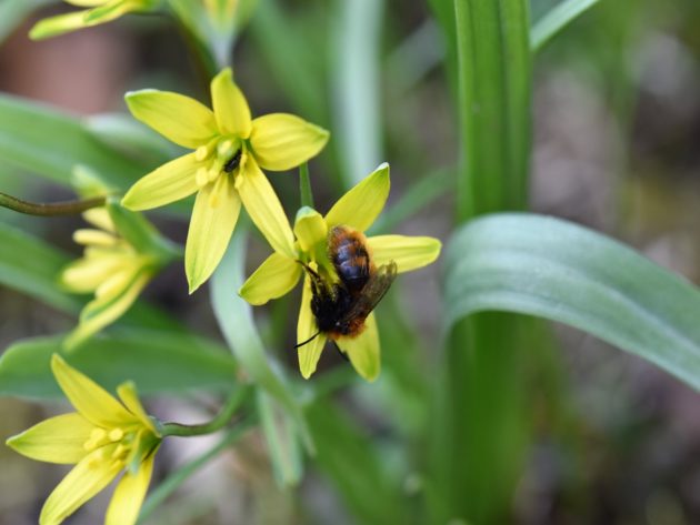 Wildbiene auf Wald-Gelbstern (Gagea lutea) (bienenfreundliche Pflanze)