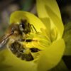 Honigbiene auf dem gelb blühenden Winterling (Eranthis hyemalis)