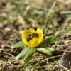 Honigbiene auf Winterling (gelber Frühblüher)(gelber Frühblüher)