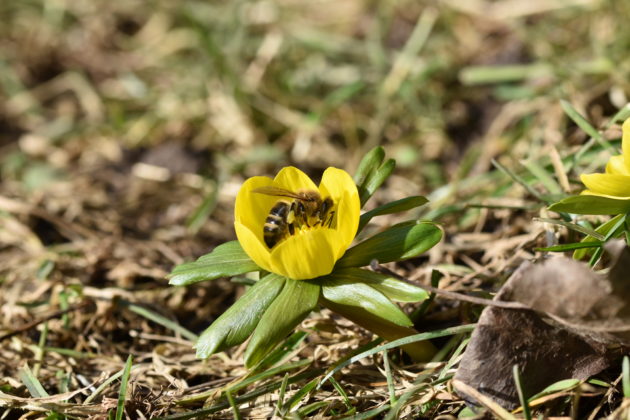 Honigbiene auf Winterling (gelber Frühblüher)(gelber Frühblüher)