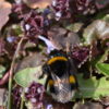 Beitrag Gundermann Bienen - Erdhummel an Gundermannblüte
