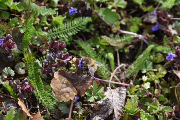 Wildbiene an Gundermannblüte