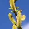 Immerblühende Mandelweide - Darstellung der Blüte