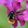 Bienenarten - Mauerbiene am Silberblatt