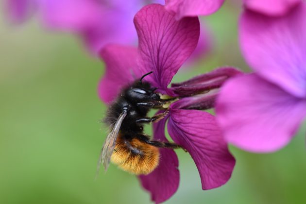 Foto: Martin Hampe Bienenarten - Mauerbiene am Silberblatt
