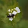 Wildbiene auf Knoblauchsrauke (Alliaria petiolata)