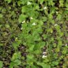 Knoblauchsrauke (Alliaria petiolata) - Darstellung der Pflanze
