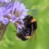 Hummel auf Phacelia Blüte (Phacelia tanacetifolia)