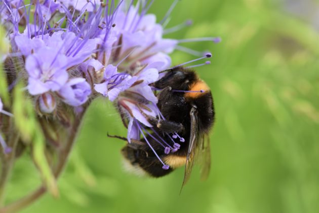 Foto: Martin Hampe Hummel auf Phacelia Blüte (Phacelia tanacetifolia)