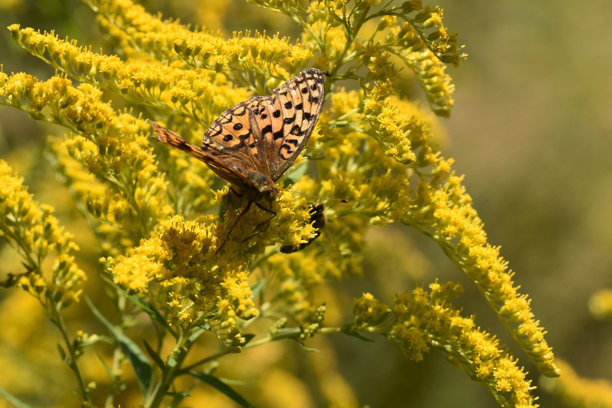 Kanadische Goldrute mit Schmetterling