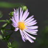 Blüte der Glattblatt-Aster (Aster novi-belgii)