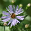 Wildbiene auf Blüte der Glattblatt-Aster