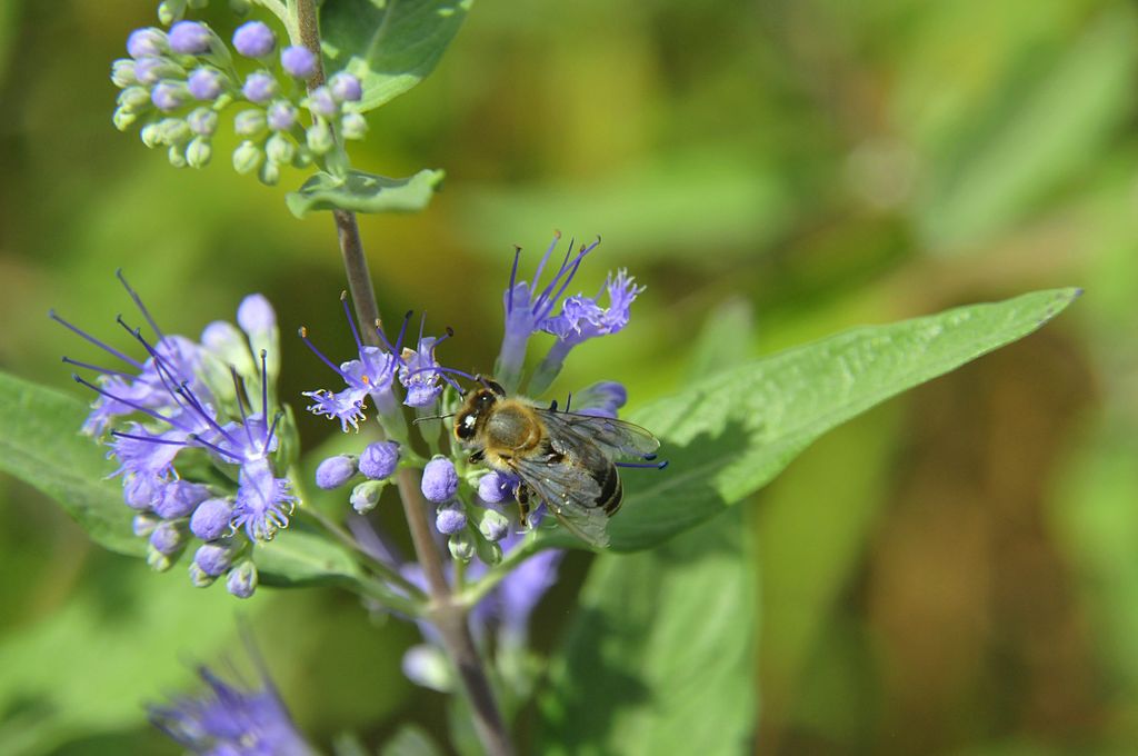 Bartblume (Caryopteris x clandonensis) - Blüte mit Biene
