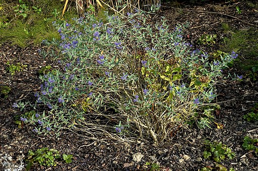 Bartblume (Caryopteris x clandonensis) - Darstellung der Pflanze