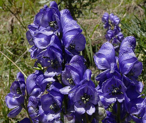 Blauer Eisenhut - Darstellung der Blüte