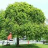 Japanischer Schnurbaum (Sophora japonica) - Darstellung der Pflanze