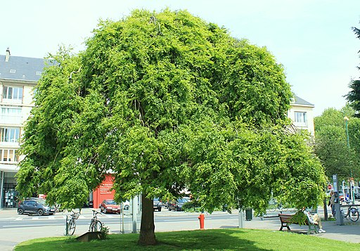 Japanischer Schnurbaum (Sophora japonica) - Darstellung der Pflanze