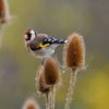 Vögel im Garten - Der Distelfink