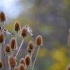 Stieglitze an Wilder Karde