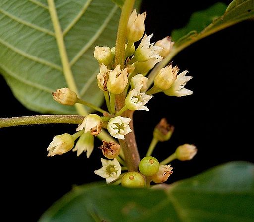 Faulbaum (Rhamnus frangula) - Darstellung der Blüte