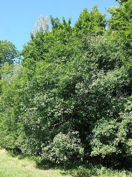 10 Graines De Frangula Alnus (Nerprun) - Plante Arbustive Pour Jardin - ID1347 - Graines Fraîches