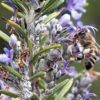 Rosmarin - Honigbiene auf der Blüte